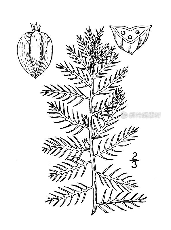 古植物学植物插图:Proserpinaca pectinata，剪叶美人鱼草